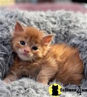 maine coon kitten posted by wyattharper31