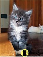 maine coon kitten posted by wyattharper31