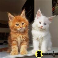 maine coon kitten posted by wyattharper31
