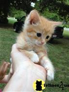 maine coon kitten posted by wyattharper31