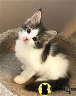 maine coon kitten posted by wyattharper31