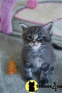 maine coon kitten posted by wyattharper31