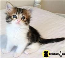 maine coon kitten posted by wyattharper31