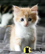 maine coon kitten posted by wyattharper31