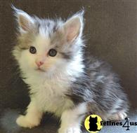 maine coon kitten posted by wyattharper31