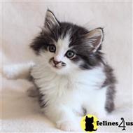 maine coon kitten posted by wyattharper31