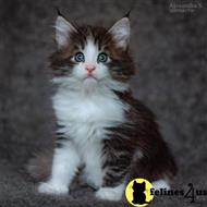 maine coon kitten posted by wyattharper31