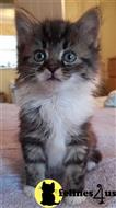 maine coon kitten posted by wyattharper31