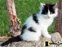 maine coon kitten posted by wyattharper31