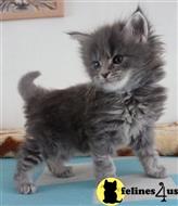 maine coon kitten posted by wyattharper31