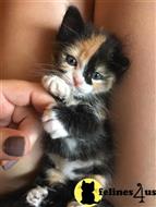 maine coon kitten posted by wyattharper31