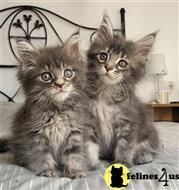 maine coon kitten posted by wyattharper31
