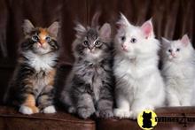 maine coon kitten posted by wyattharper31