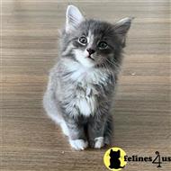 maine coon kitten posted by wyattharper31