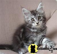 maine coon kitten posted by wyattharper31