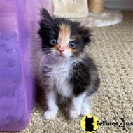 maine coon kitten posted by wyattharper31