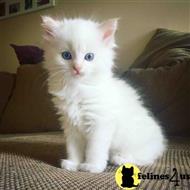 maine coon kitten posted by wyattharper31