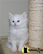 maine coon kitten posted by wyattharper31
