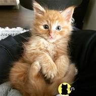 maine coon kitten posted by wyattharper31