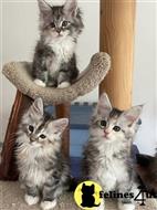 maine coon kitten posted by wyattharper31