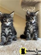 maine coon kitten posted by wyattharper31