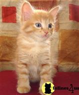 maine coon kitten posted by wyattharper31