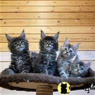 maine coon kitten posted by wyattharper31