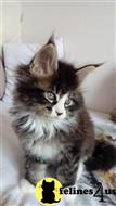 maine coon kitten posted by wyattharper31