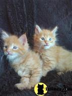maine coon kitten posted by wyattharper31