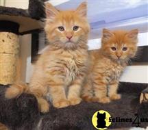 maine coon kitten posted by wyattharper31