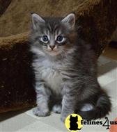 maine coon kitten posted by wyattharper31