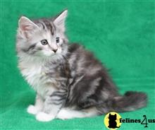 maine coon kitten posted by wyattharper31