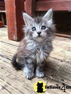 maine coon kitten posted by wyattharper31
