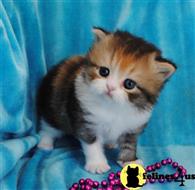 munchkin kitten posted by wyattharper31