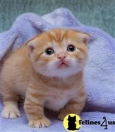 munchkin kitten posted by wyattharper31
