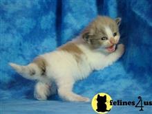 munchkin kitten posted by wyattharper31