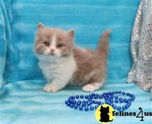 munchkin kitten posted by wyattharper31