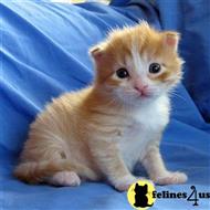 munchkin kitten posted by wyattharper31