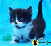 munchkin kitten posted by wyattharper31