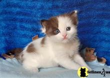 munchkin kitten posted by wyattharper31