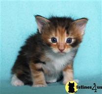 munchkin kitten posted by wyattharper31