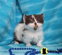 munchkin kitten posted by wyattharper31