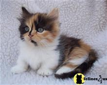 munchkin kitten posted by wyattharper31
