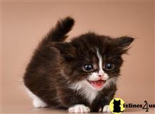 munchkin kitten posted by wyattharper31