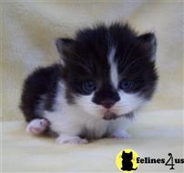 munchkin kitten posted by wyattharper31