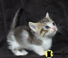 munchkin kitten posted by wyattharper31