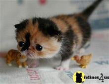 munchkin kitten posted by wyattharper31