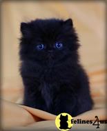 munchkin kitten posted by wyattharper31