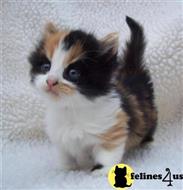 munchkin kitten posted by wyattharper31