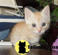 munchkin kitten posted by wyattharper31